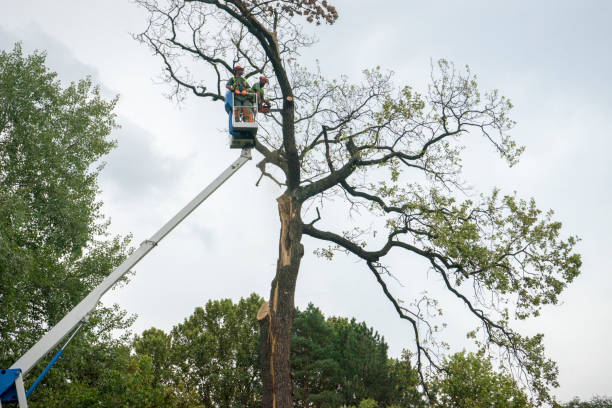 Best Seasonal Cleanup (Spring/Fall)  in Rheems, PA